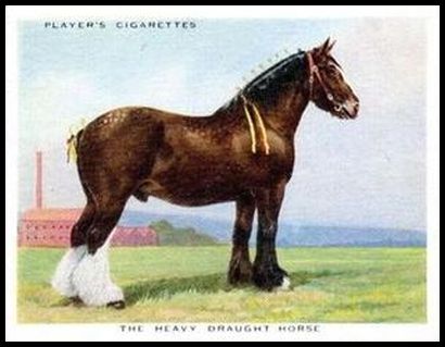 13 The Heavy Draught Horse
